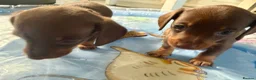 Miniature Dachshund dogs for sale: 3 smooth-haired miniature dachshunds in Coulsdon - Advert 4