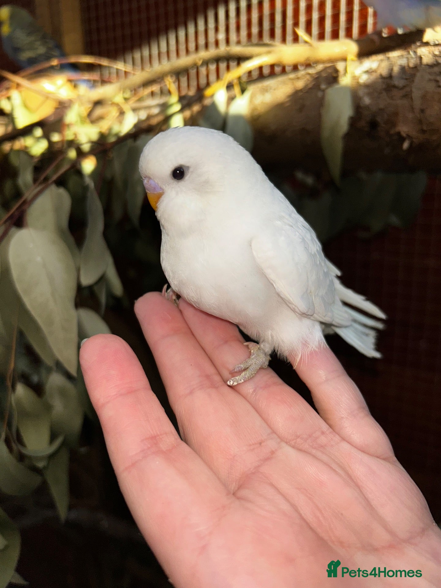 Budgerigars birds Baby budgies  - Advert 2