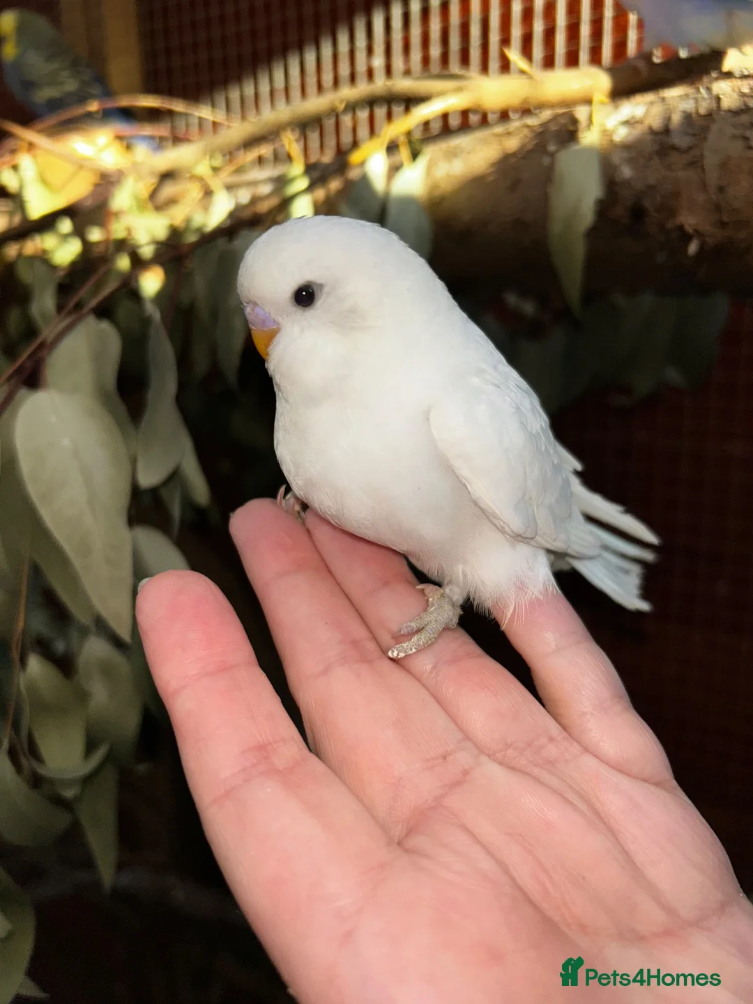 Budgerigars birds for sale: Baby budgies  - Advert 1