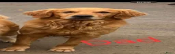 Golden Retriever dogs for sale: Extensively Health Tested Kc Reg Pups in Doncaster - Advert 24