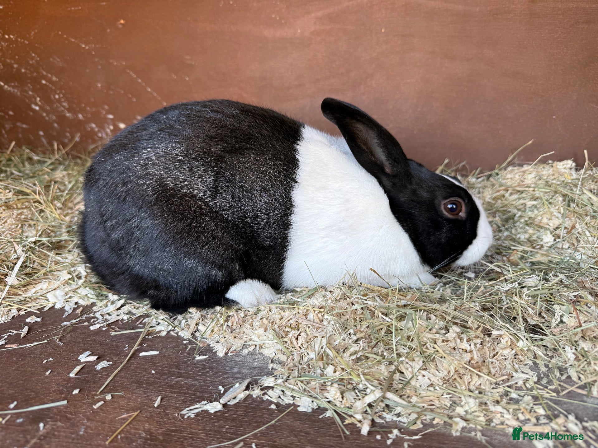 Dutch rabbits Male Dutch Rabbit For Sale  - Advert 12