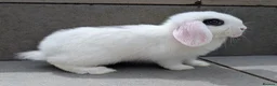 Mini Lop rabbits for sale: Super friendly mini lop kits - Advert 5