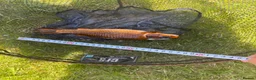 Koi Carp fish for sale: Pond closure in Dudley - Advert 5