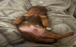 Miniature Dachshund dogs for sale: Miniature dachshund puppy  - Image 4