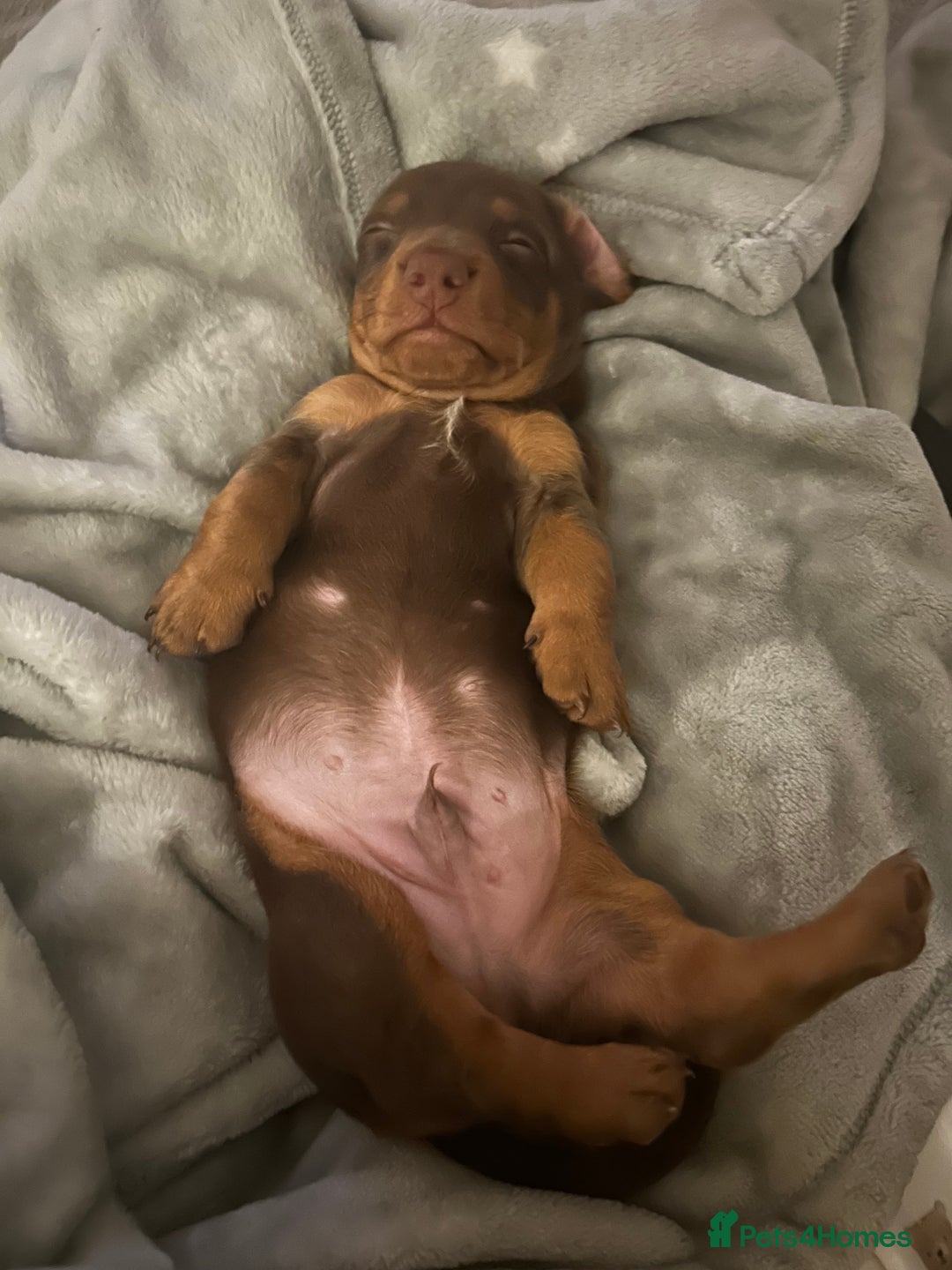 Miniature Dachshund dogs for sale: Miniature dachshund puppy  - Image 4