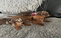 Miniature Dachshund dogs for sale: Miniature dash - Image 10