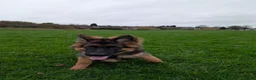 German Shepherd dogs for sale: German Shepherd, 10 Months – Loving Home Needed - Advert 9