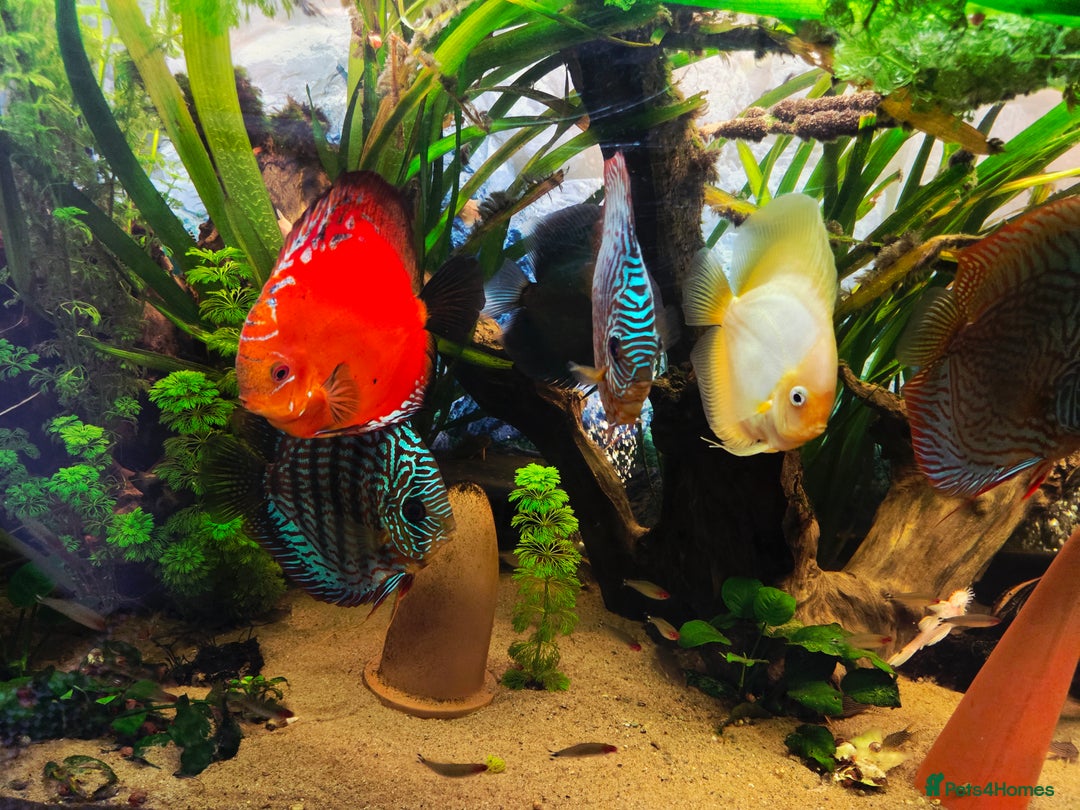 Killifish fish for sale: the fish that are in the photo Read the descriptio - Advert 15
