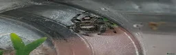 Spiders invertebrates for sale: Phidippus regius Bahamas  - Advert 2
