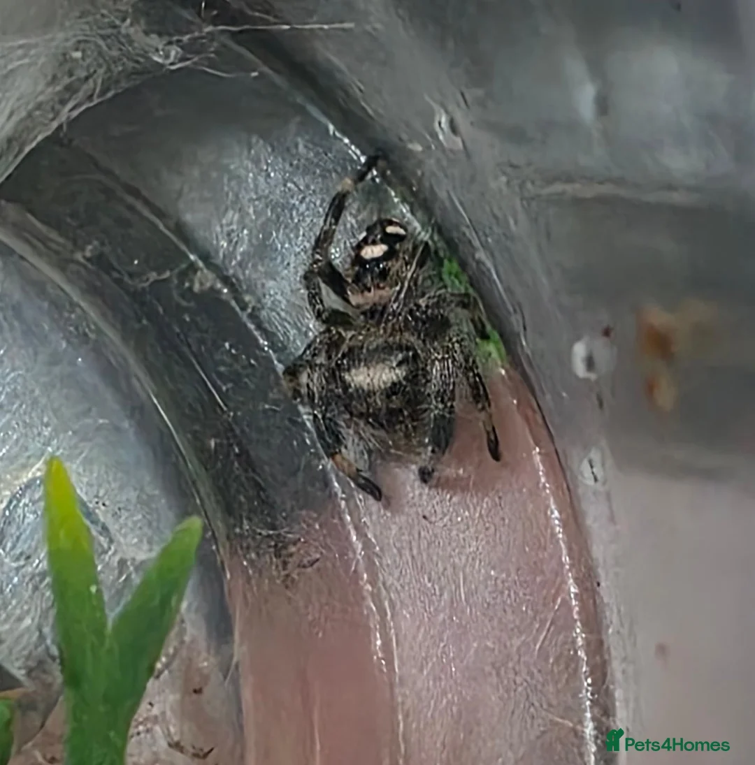 Spiders invertebrates for sale: Phidippus regius Bahamas  - Advert 2