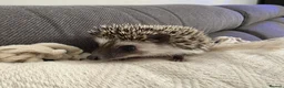 Pygmy Hedgehog rodents for sale: Male and female African pigmy hedgehog  - Advert 4