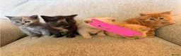 Exotic cats for sale: Kittens for sale - Advert 2
