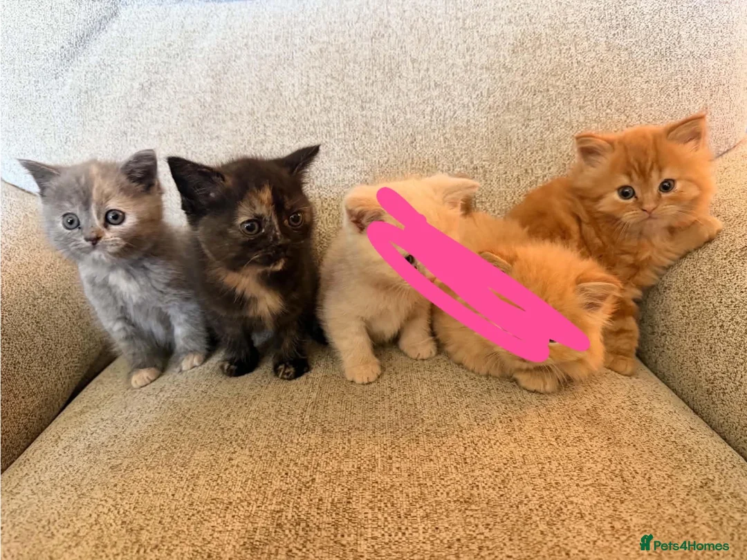 Exotic cats for sale: Kittens for sale - Advert 2