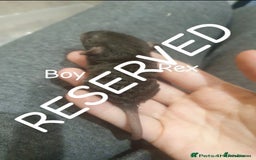 Rat rodents for sale: Beautiful babies available! in Warrington - Image 19