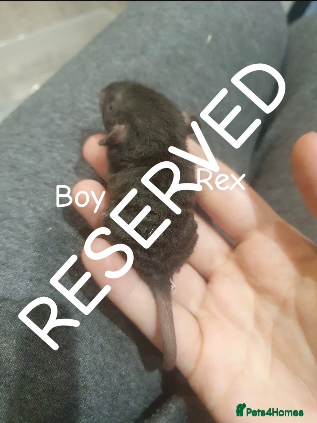 Rat rodents for sale: Beautiful babies available! in Warrington - Image 19