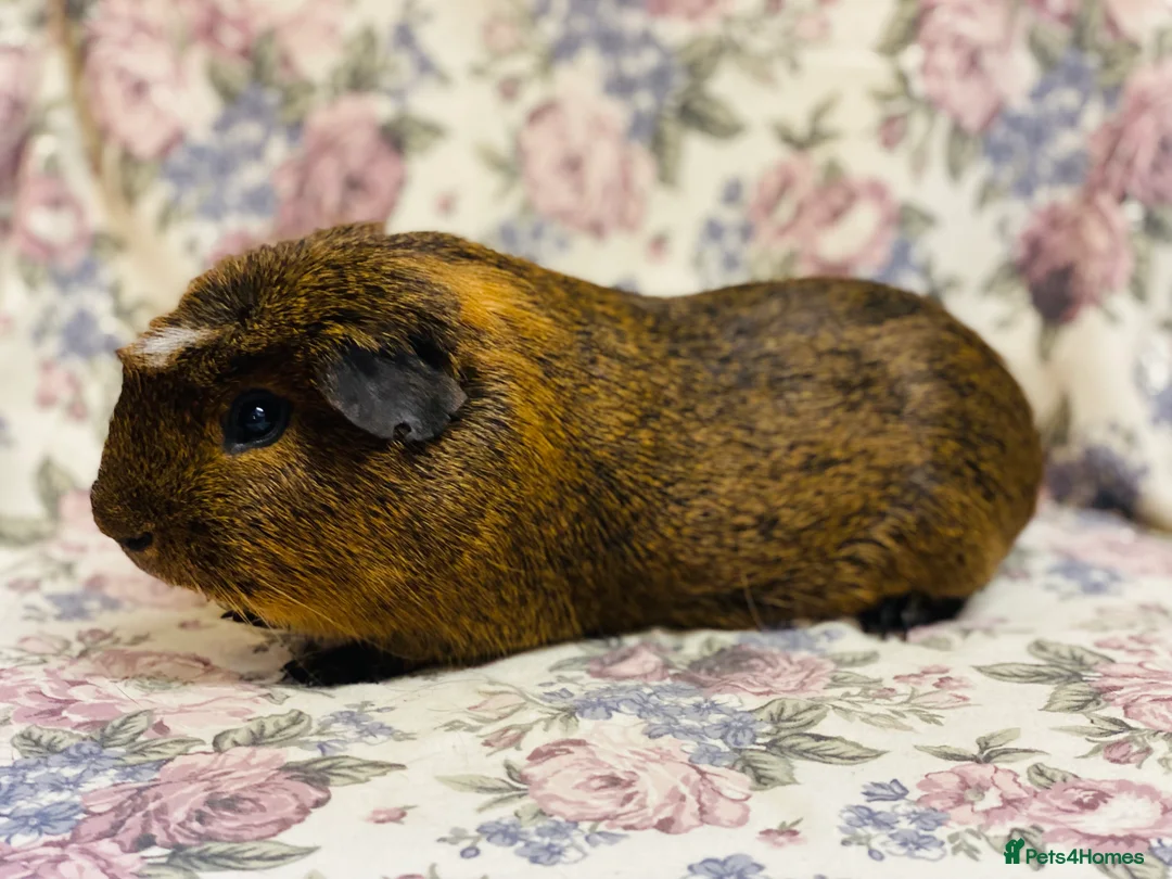 Guinea Pig rodents for sale: Pretty mix of male guineapig babies and youngsters - Advert 24