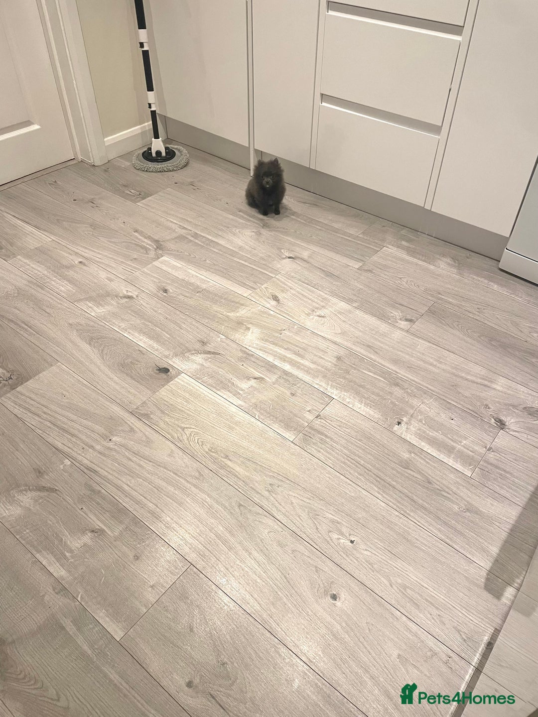 Pomeranian dogs for sale: Micro tiny Pomeranian blue boy - Advert 2