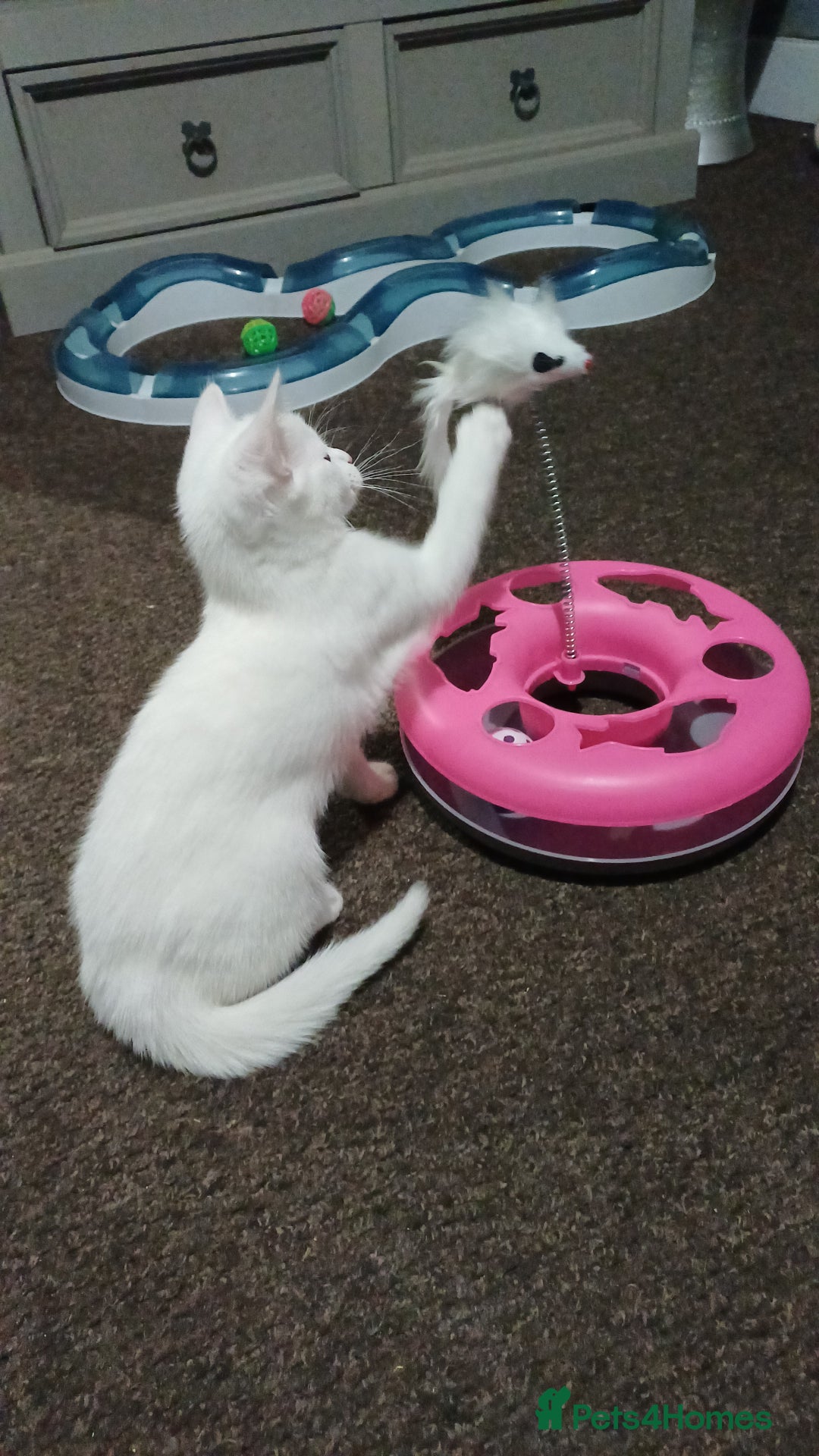 Khao Manee cats for sale: Female kitten blue eyes - Advert 2