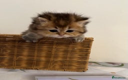 British Longhair cats for sale: Rare Golden Shaded British Longhair Girl Teddy  - Image 10