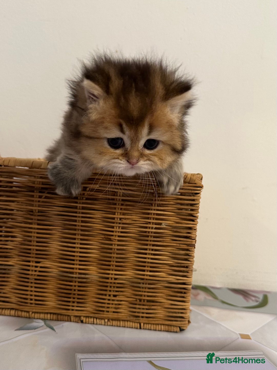 British Longhair cats for sale: Rare Golden Shaded British Longhair Girl Teddy  - Image 10