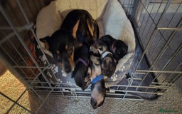 Chihuahua dogs for sale: Chihuahua Puppies - Image 9