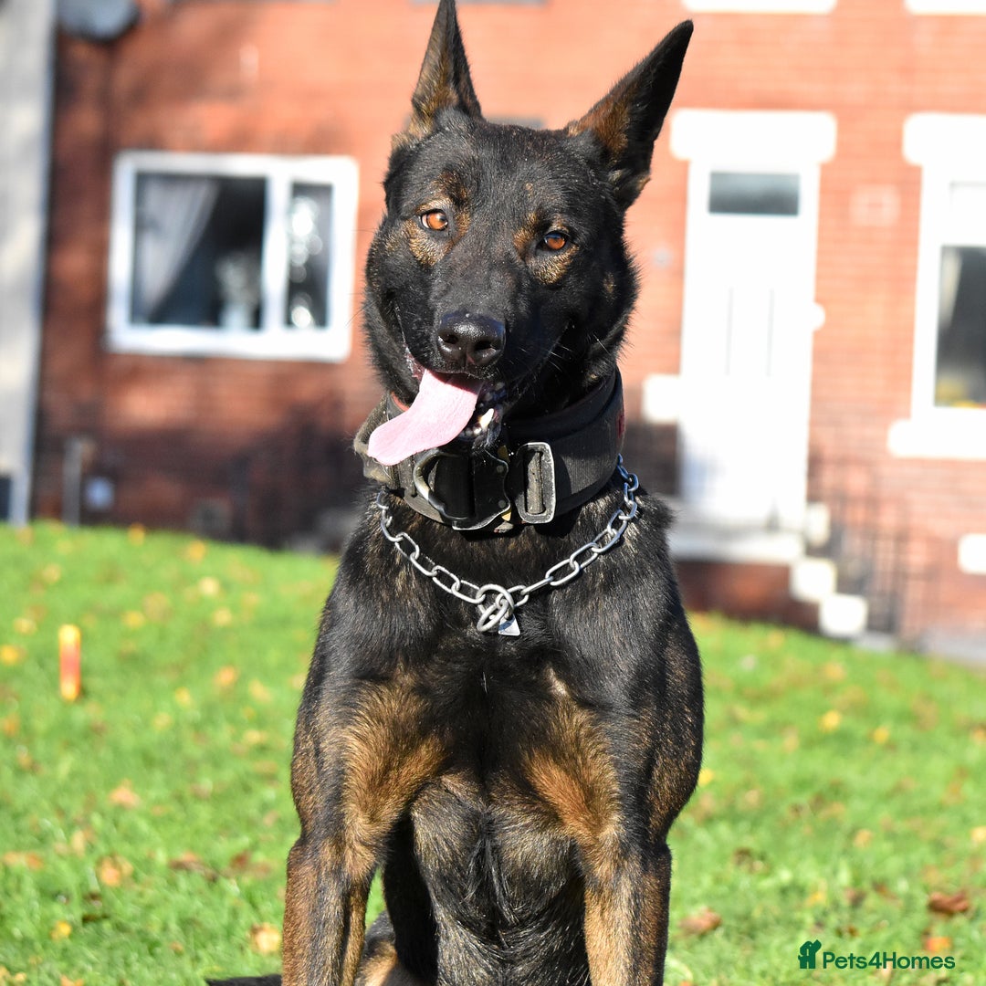 Mixed Breed dogs for sale: Bullherders top working lines  - Advert 25