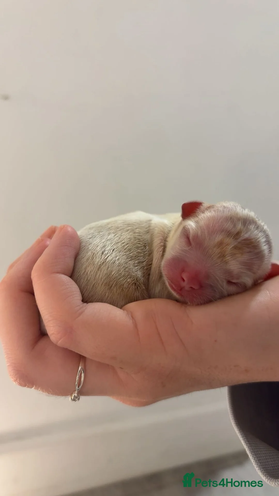 Chihuahua dogs for sale:  3 ABSOLUTELY GORGEOUS CHIHUAHUA PUPPIES FOR SALE - Advert 25