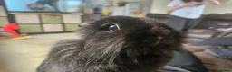Lionhead rabbits for sale: Black lion head  in Godalming - Advert 1