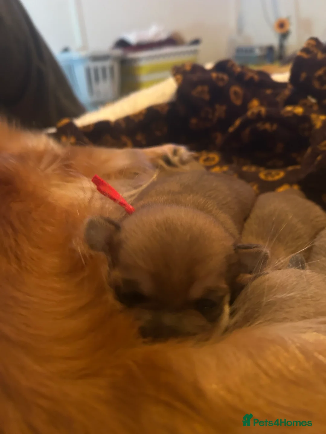 Pomchi dogs for sale: Beautiful Pomchi girls - Advert 4