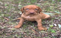 Hungarian Vizsla dogs for sale: PEDIGREE VIZSLA PUPS HIP & ELBOW TESTED PARENTS   - Image 11