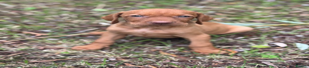 Hungarian Vizsla Puppy 9