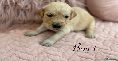 Golden Retriever dogs - Advert 2