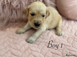 Golden Retriever dogs - Advert 7