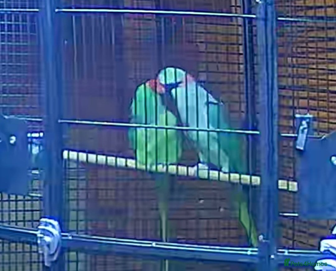 Parrots birds for sale: Alexanderine proven pair beautiful large  - Image 8
