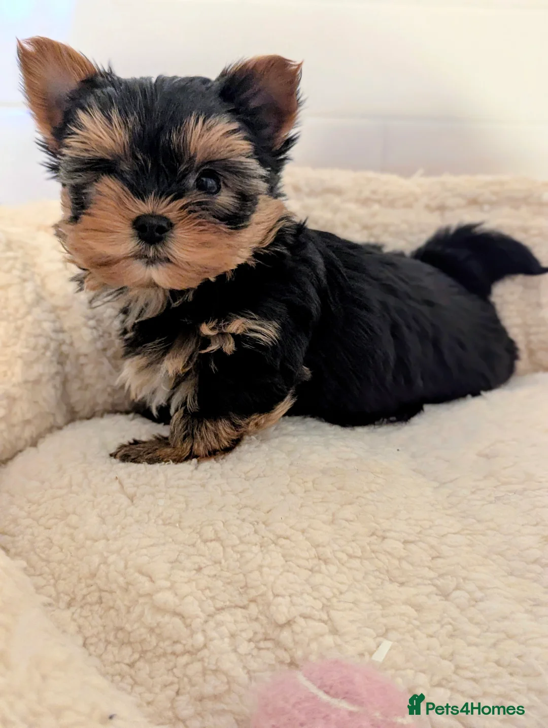 Yorkshire Terrier dogs for sale: Little bundles of joy available  - Advert 31