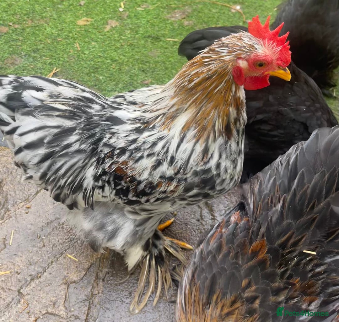 Chickens poultry for sale: Pekin Bantam Hens & Cockerels - Advert 10