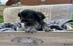 Cockapoo dogs for sale: Cockapoo puppies  - Image 3