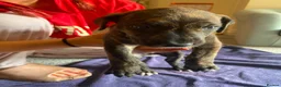 Lurcher dogs for sale: Beautiful Brindle puppies - Advert 18