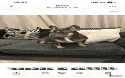 French Bulldog dogs for sale: Kc registered french bulldog pups fluffy Isabella  - Image 9