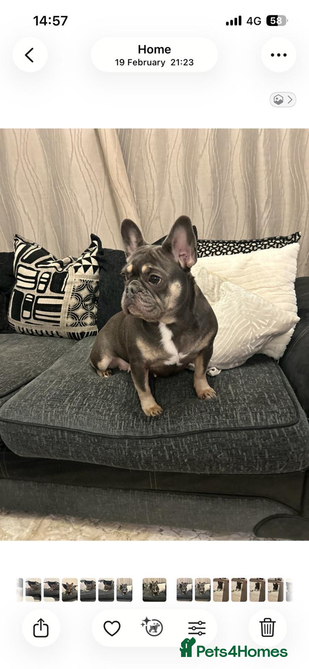 French Bulldog dogs for sale: Kc registered french bulldog pups fluffy Isabella  - Image 9