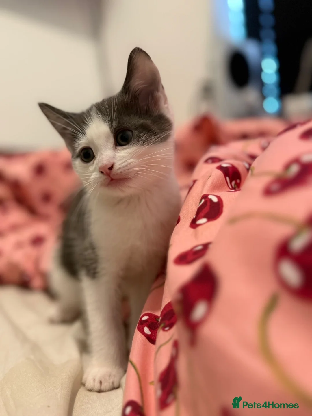 Mixed Breed cats for sale: Kittens - Advert 2