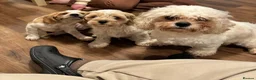 Mixed Breed dogs for sale: 6 month old pup  - Advert 30