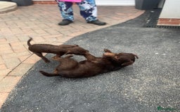 Patterdale Terrier dogs for sale: ⭐️ Patterdale puppies only 2 girls available ⭐️ - Image 7