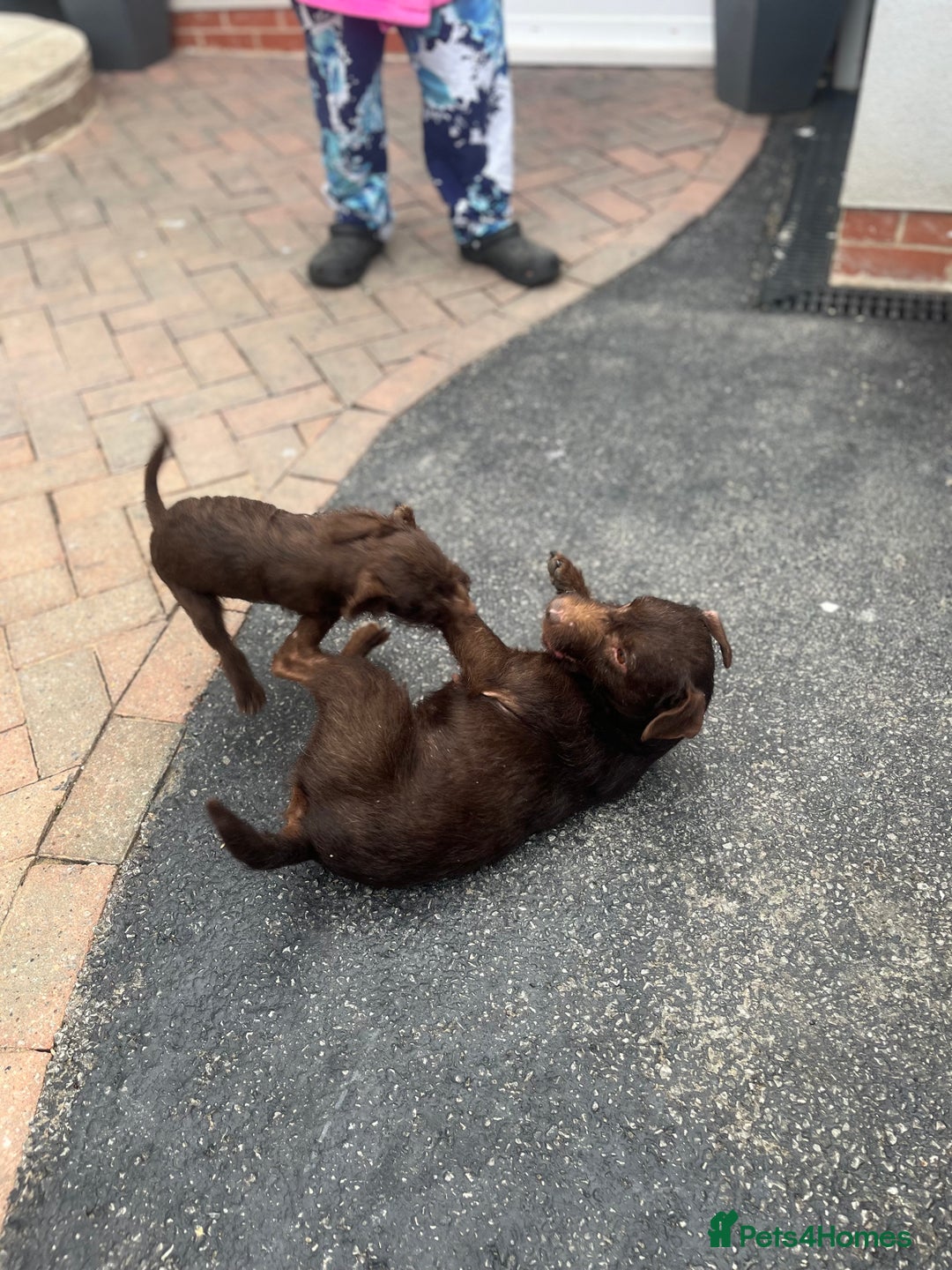 Patterdale Terrier dogs for sale: ⭐️ Patterdale puppies only 2 girls available ⭐️ - Image 7