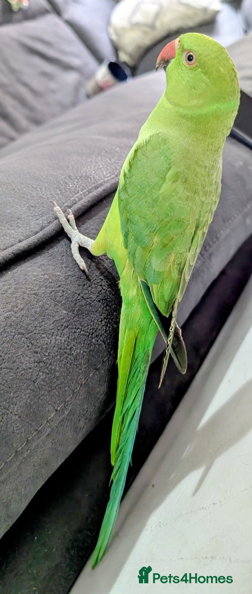 Ringnecks birds Blue female and green male - Advert 8
