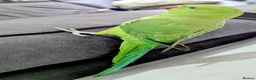 Ringnecks birds for sale:  green male - Advert 1