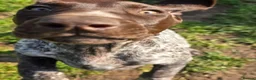 German Shorthaired Pointer dogs for sale: Last two remaining... in York - Advert 20
