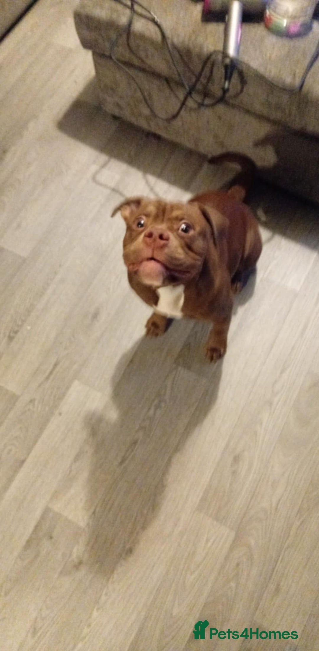 American Bully dogs for sale: Pocket bully 6 months old female  - Advert 2