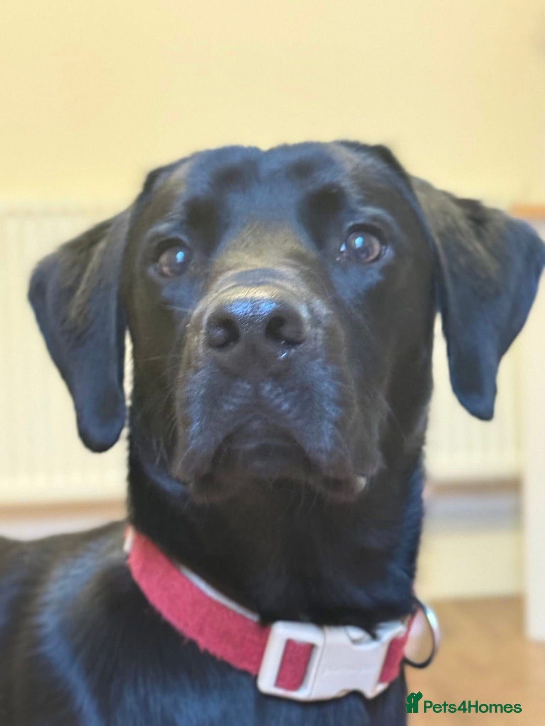 Labrador Retriever dogs for sale: EMERGENCY SALE - Advert 3