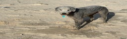 Mixed Breed dogs for sale: Beautiful Bedlington/Greyhound Cross  - Advert 12